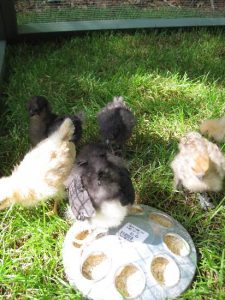 Introduction to Keeping Chickens Part 3 of 5 Image